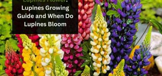 Lupines Flower: Lupines Growing Guide and When Do Lupines Bloom