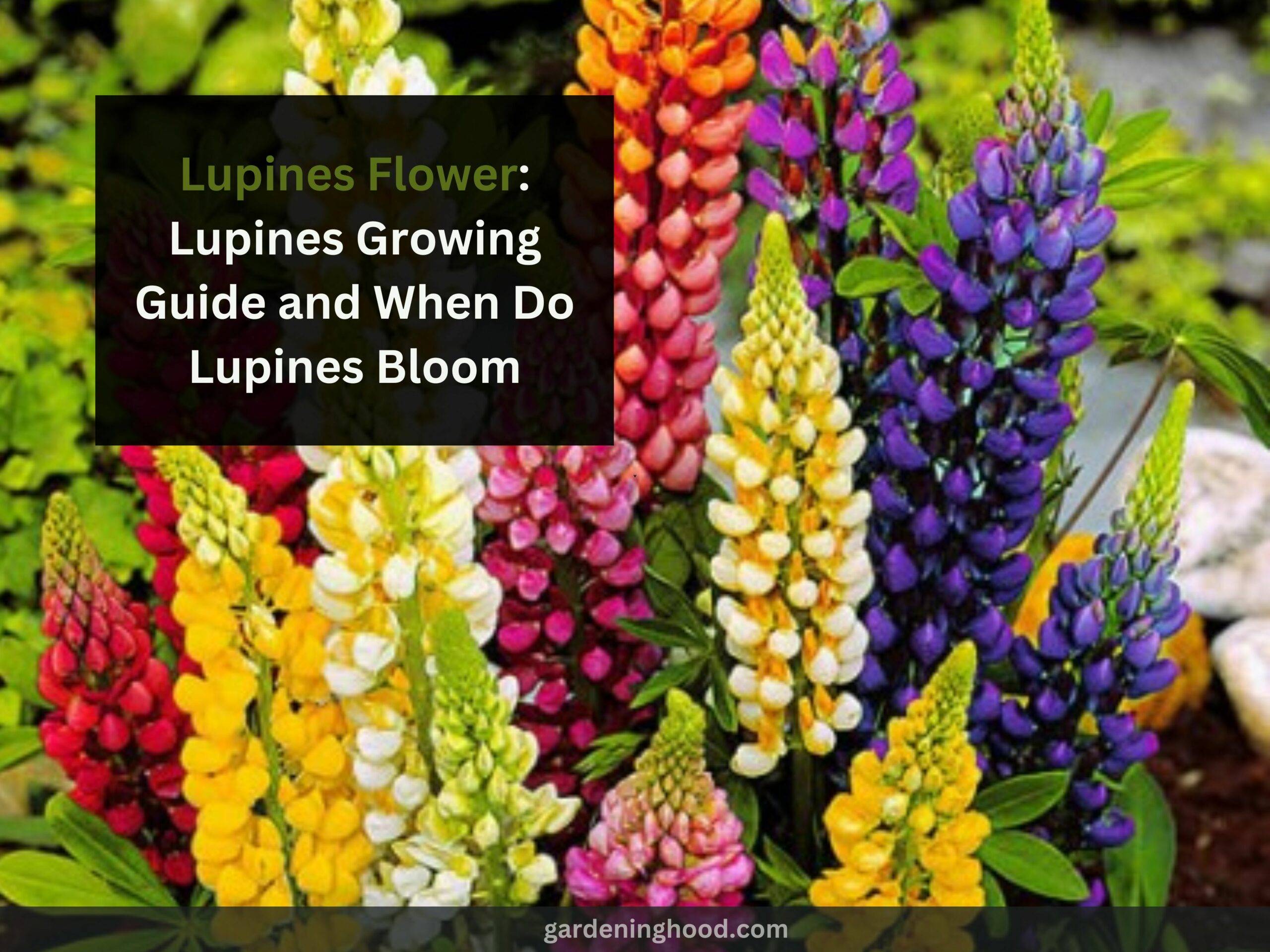 Lupines Flower: Lupines Growing Guide and When Do Lupines Bloom