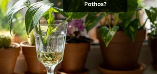 How Often to Water Pothos?