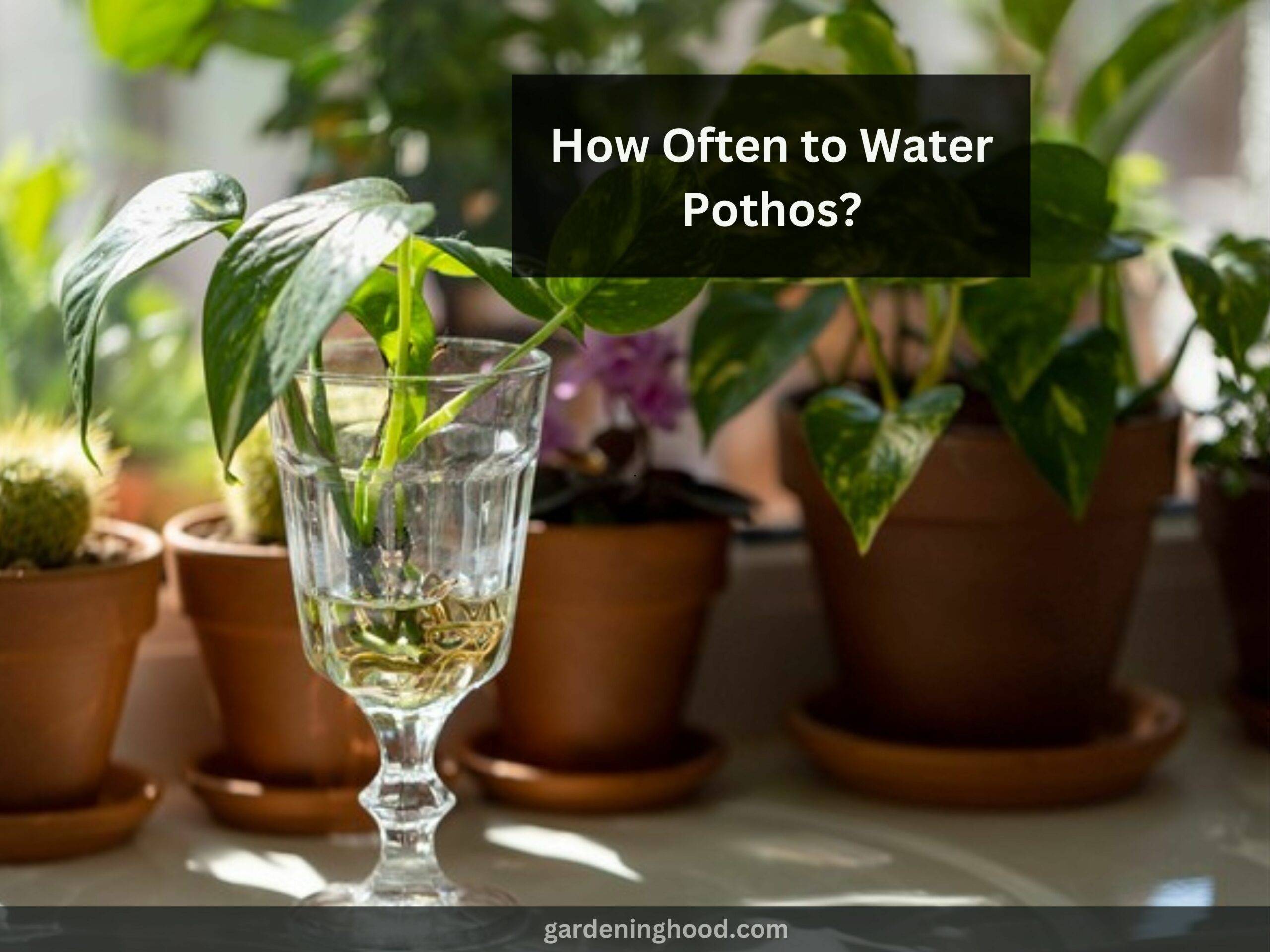 How Often to Water Pothos?