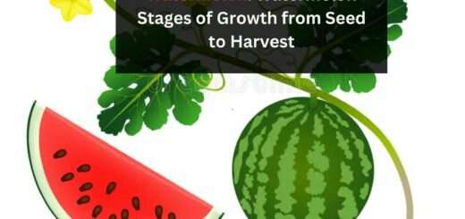 Watermelon: Watermelon Stages of Growth from Seed to Harvest