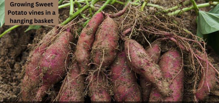 Growing Sweet Potato vines in a hanging basket 