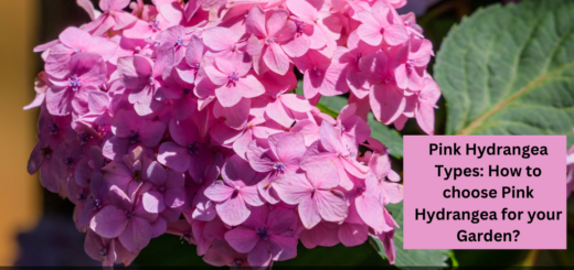 Pink Hydrangea Types - How to choose Pink Hydrangea for your Garden?