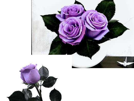 Blue Roses: 10+ Blue Roses for Your Garden