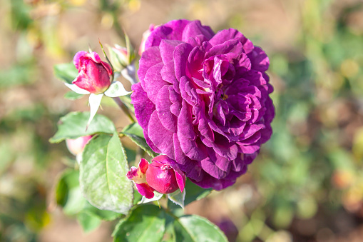 Blue Roses: 10+ Blue Roses for Your Garden