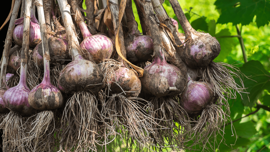 How to Grow Shallots in Your Garden (Caring Tips)