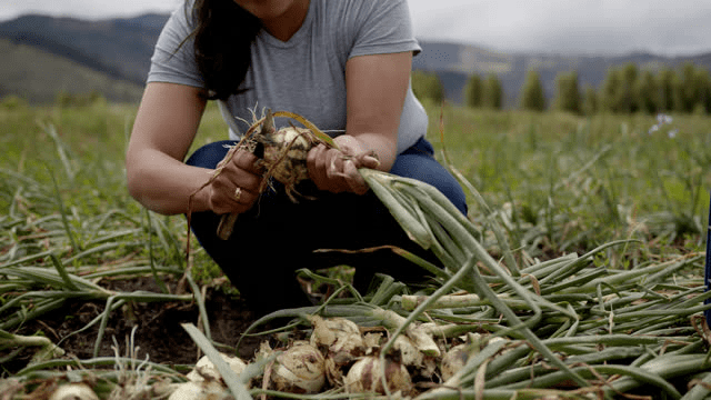 Trimming Onion Seedlings: How to Trim Onion Seedlings (Growing Tips)