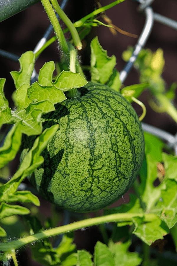 Watermelon: Watermelon Stages of Growth from Seed to Harvest