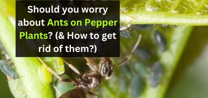 Should you worry about Ants on Pepper Plants? (& How to get rid of them?)