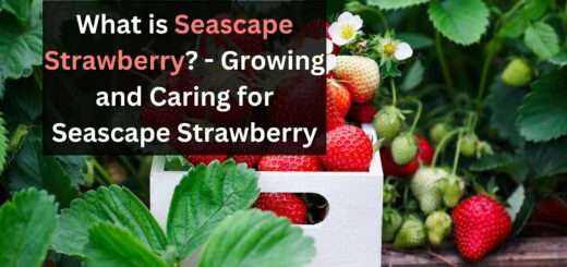 What is Seascape Strawberry? - Growing and Caring for Seascape Strawberry