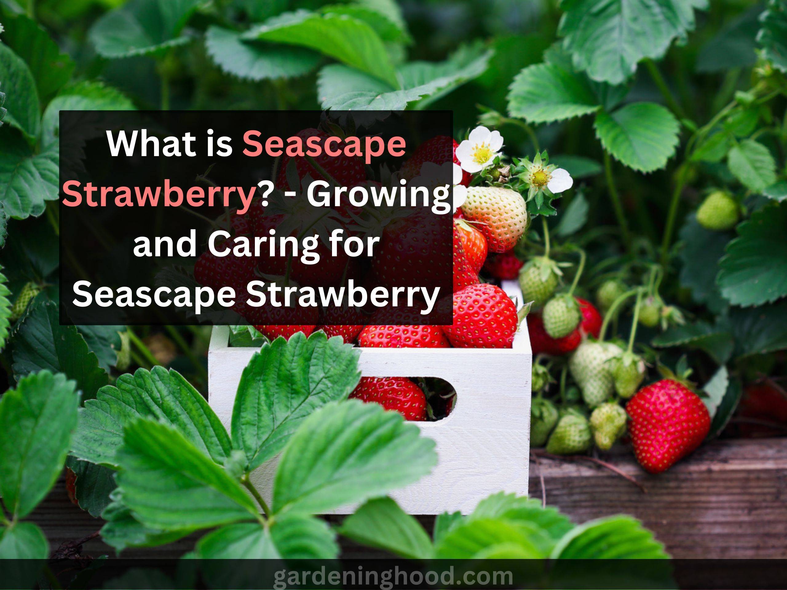 What is Seascape Strawberry? - Growing and Caring for Seascape Strawberry