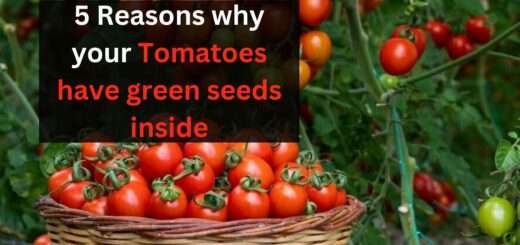 5 Reasons why your Tomatoes have green seeds inside