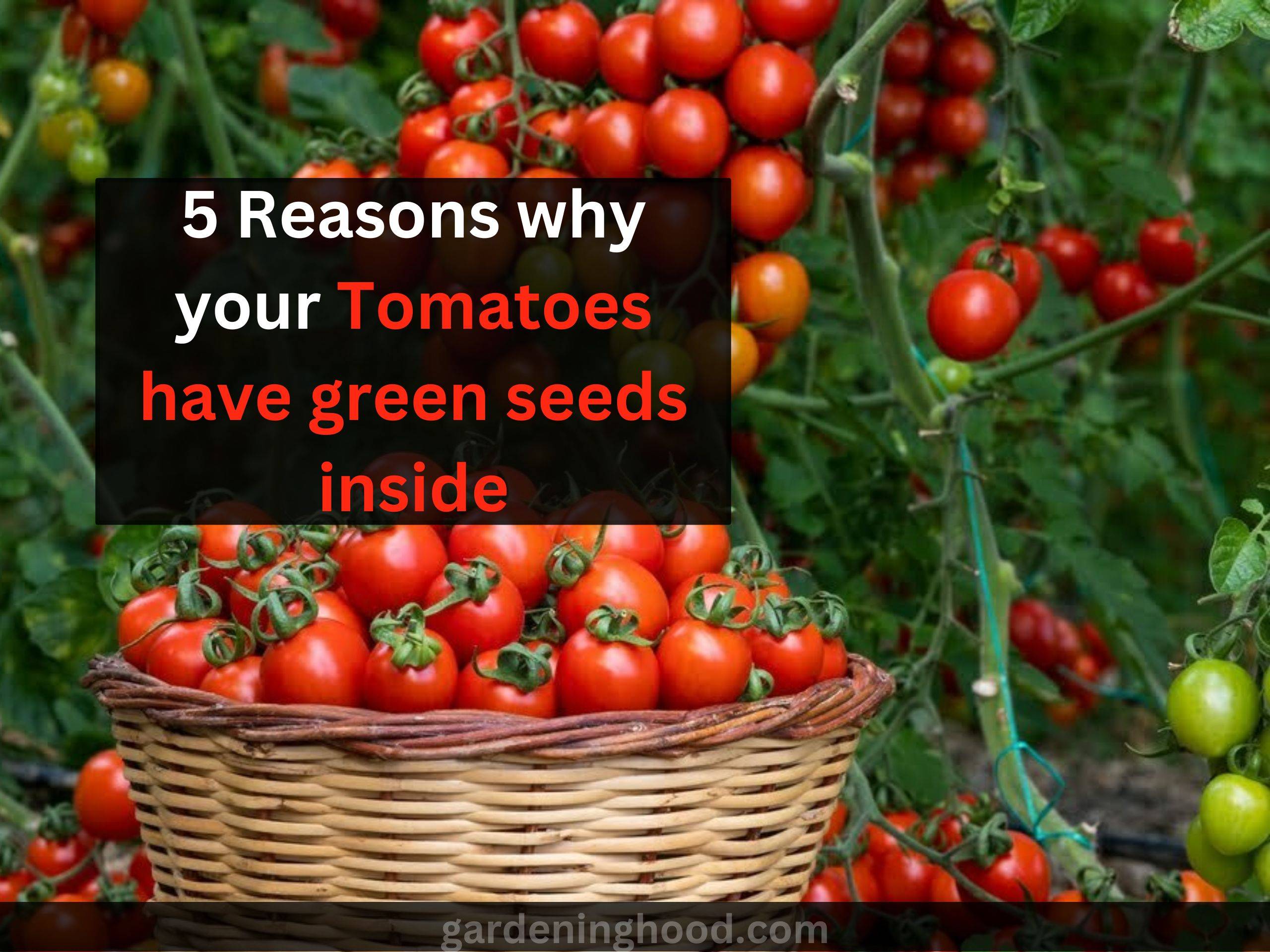 5 Reasons why your Tomatoes have green seeds inside