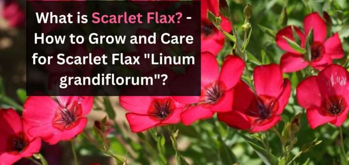 What is Scarlet Flax? - How to Grow and Care for Scarlet Flax "Linum grandiflorum"?