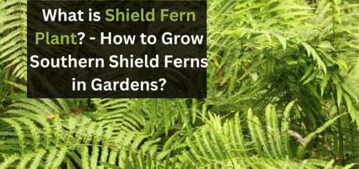 What is Shield Fern Plant? - How to Grow Southern Shield Ferns in Gardens?