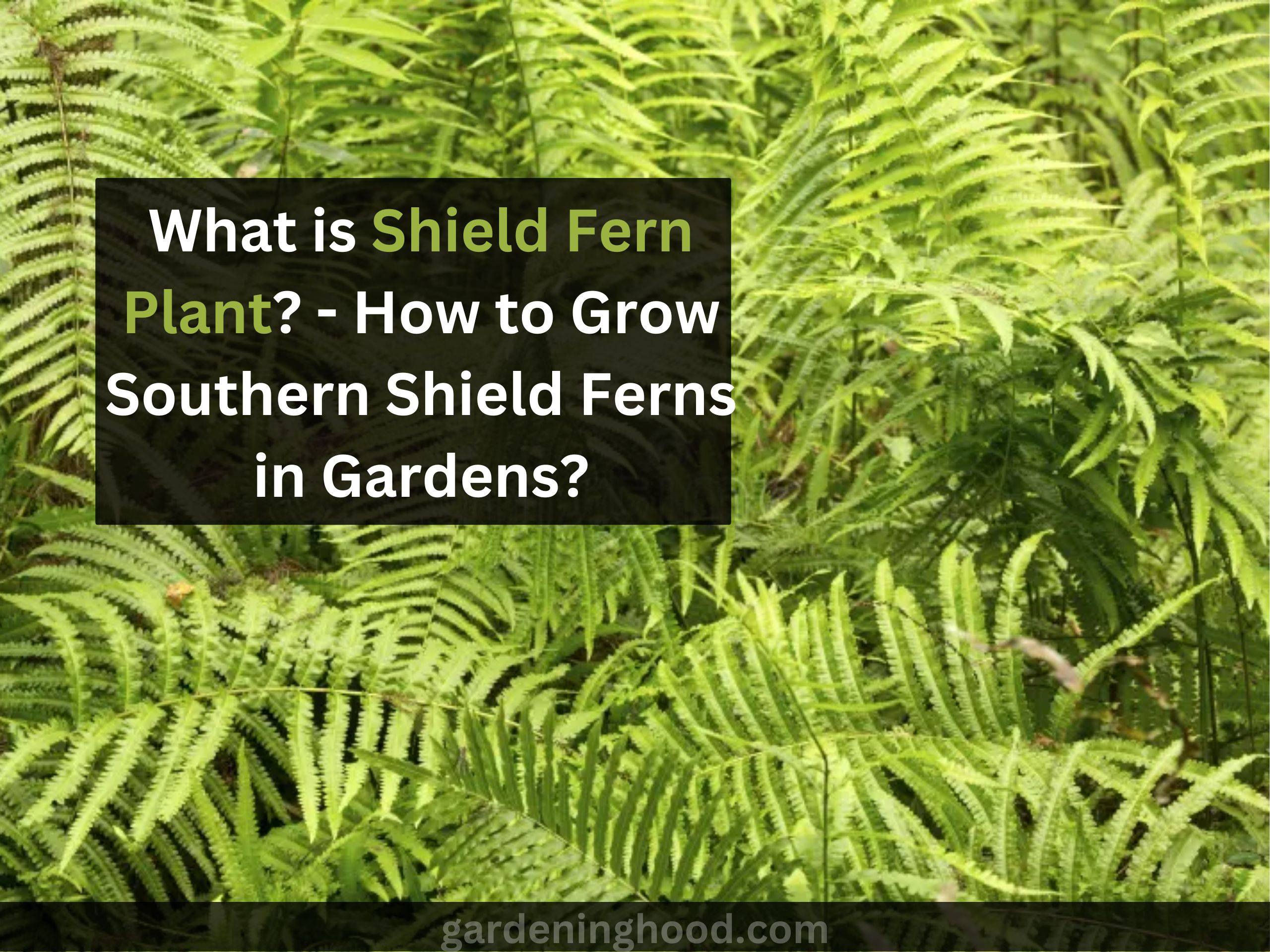 What is Shield Fern Plant? - How to Grow Southern Shield Ferns in Gardens?