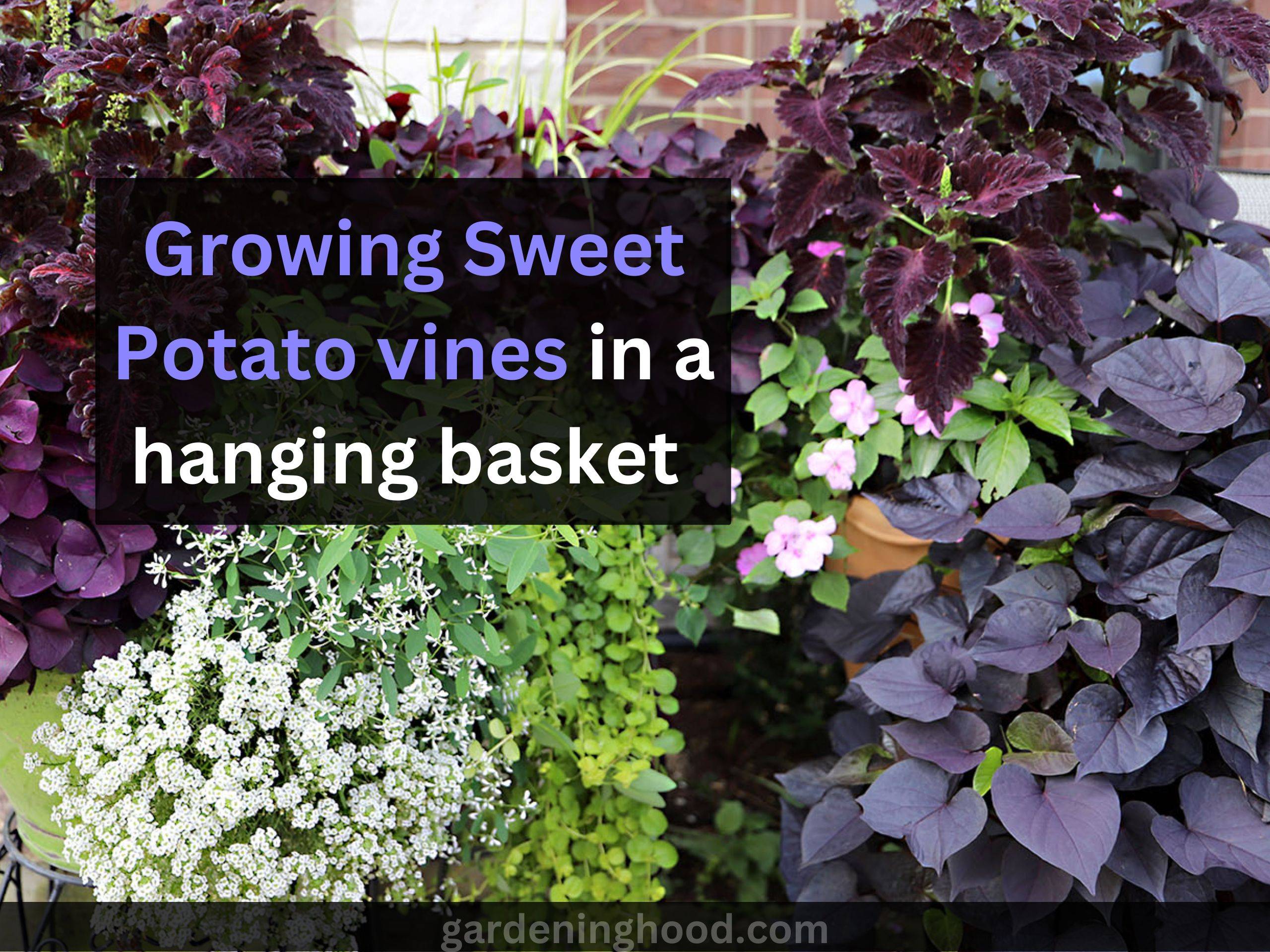 Growing Sweet Potato vines in a hanging basket 
