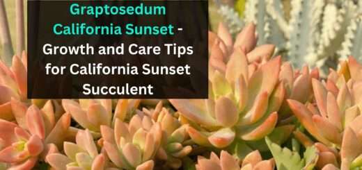 Graptosedum California Sunset - Growth and Care Tips for California Sunset Succulent