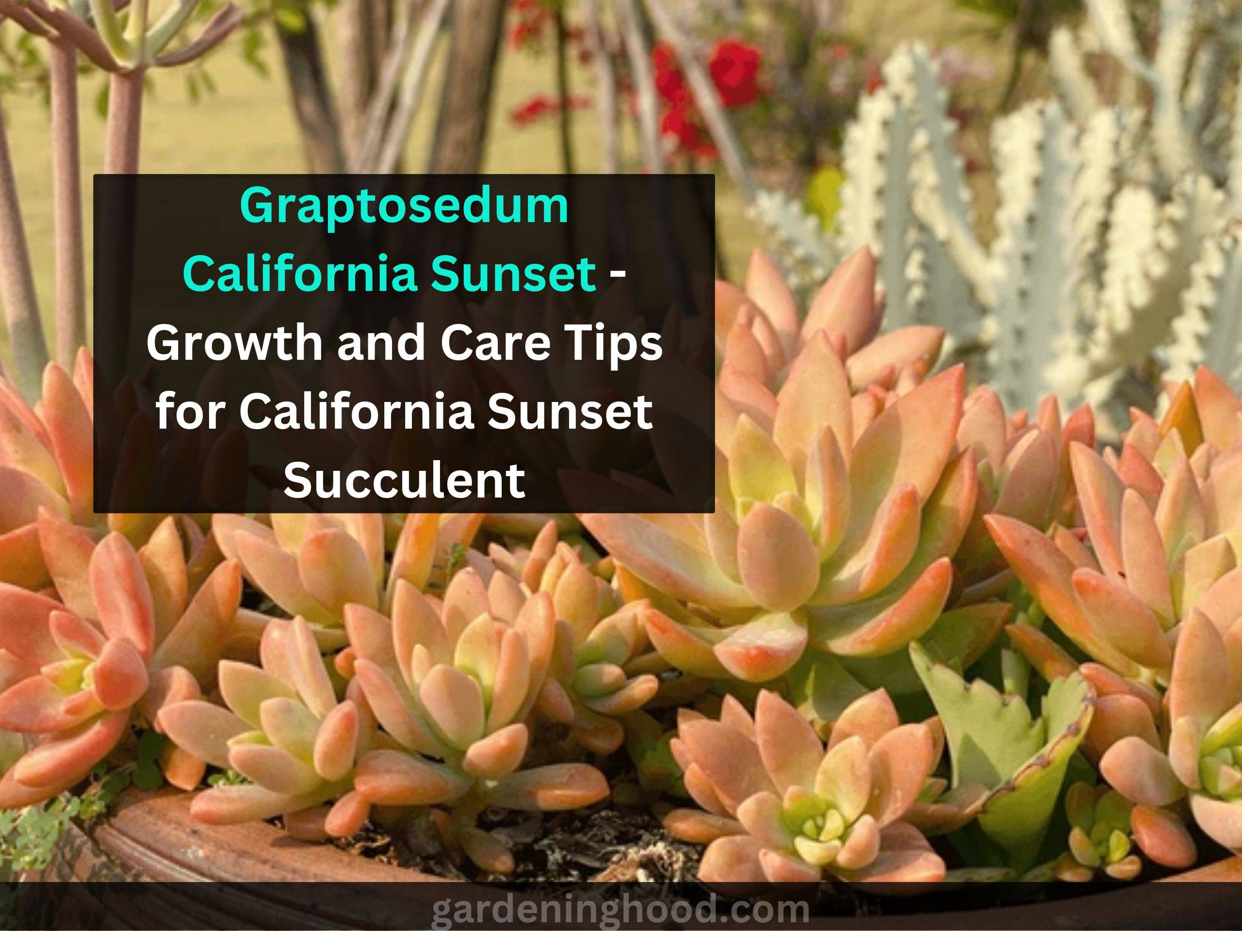 Graptosedum California Sunset - Growth and Care Tips for California Sunset Succulent