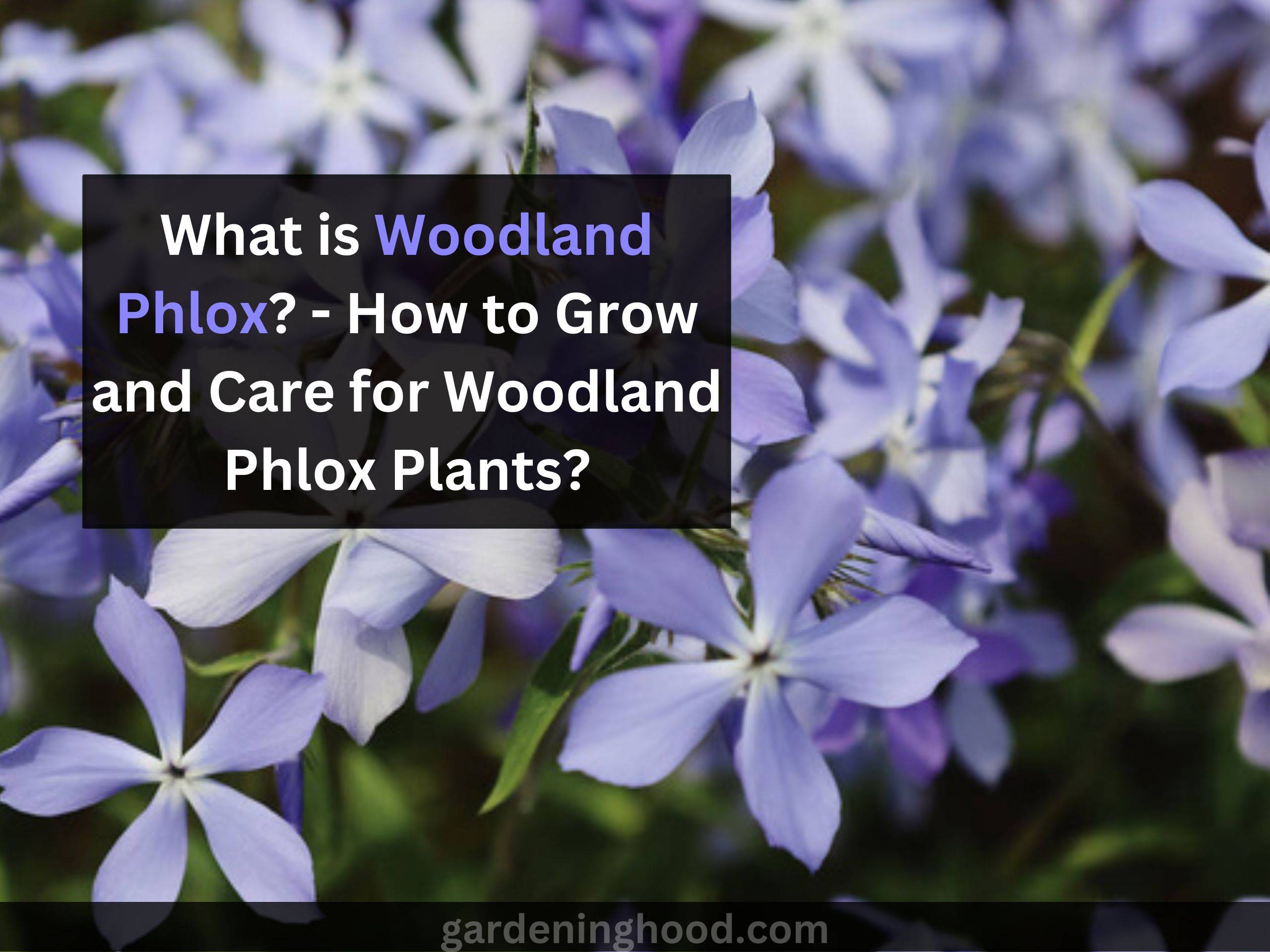What is Woodland Phlox? - How to Grow and Care for Woodland Phlox Plants?