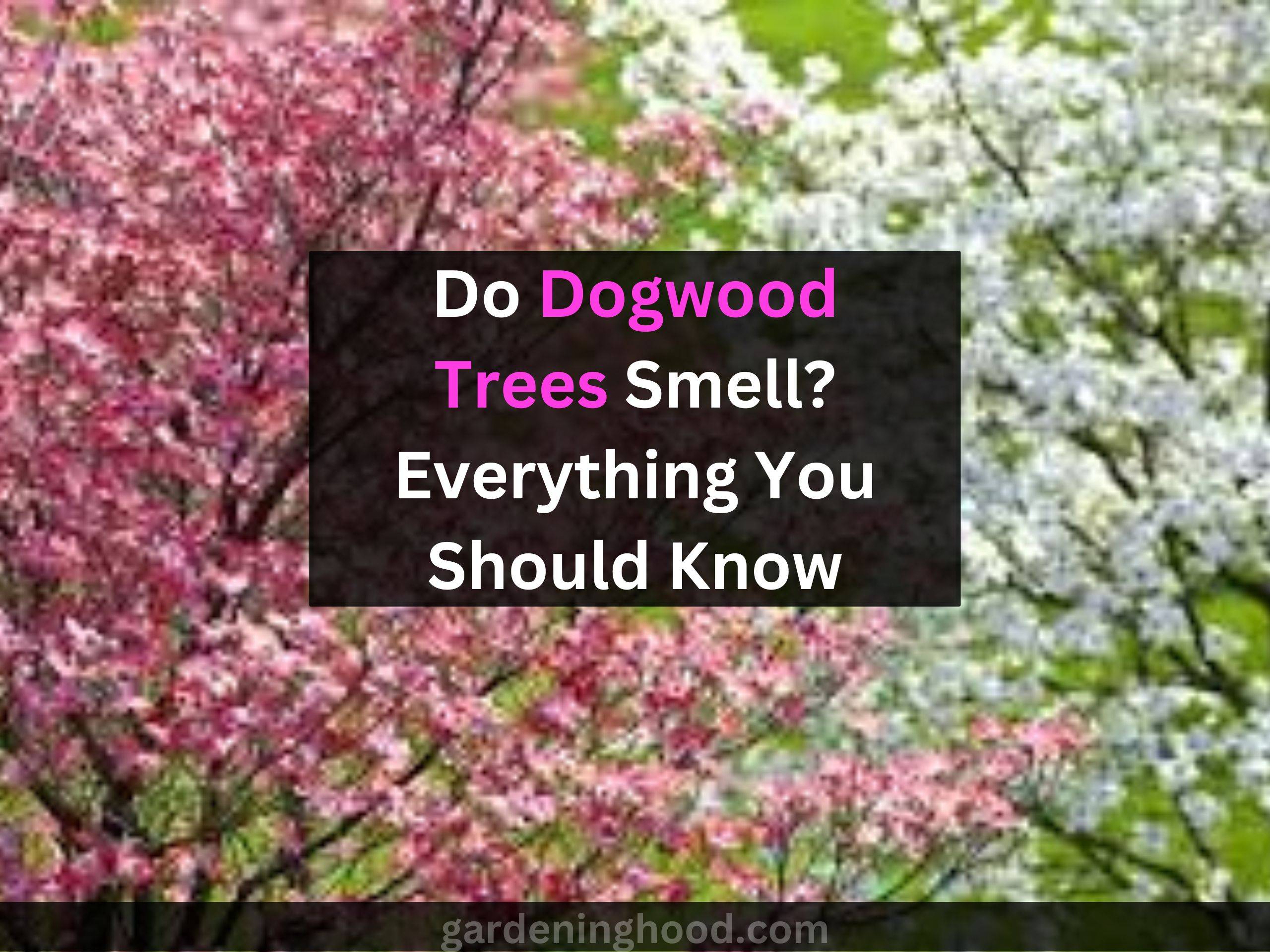 Do Dogwood Trees Smell? Everything You Should Know
