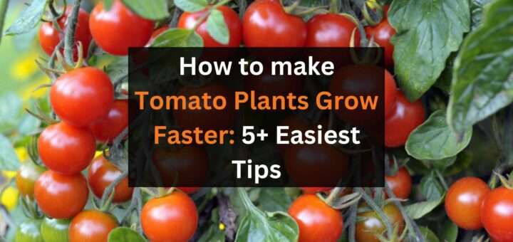 How to make Tomato Plants Grow Faster: 5+ Easiest Tips