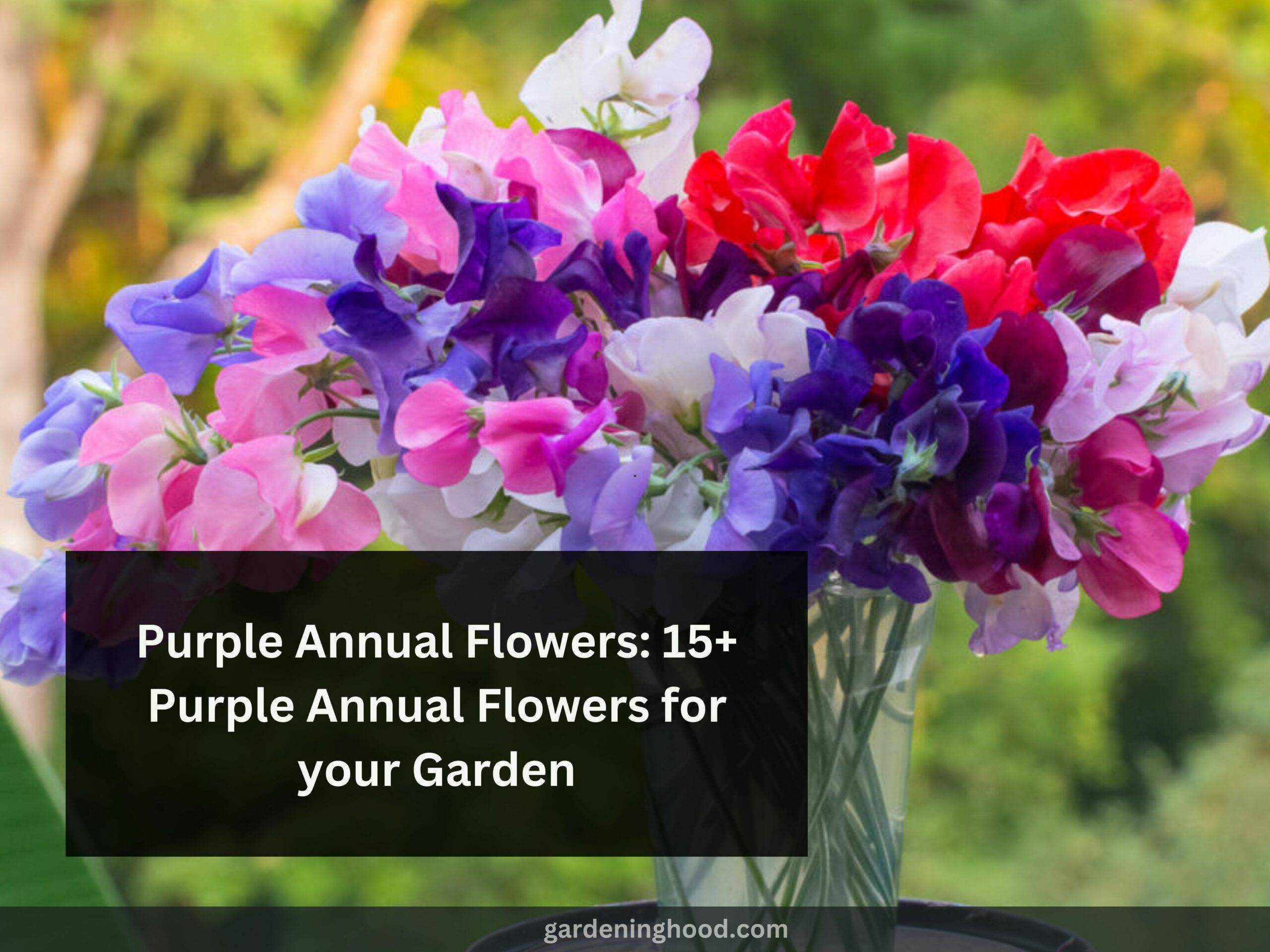 Purple Annual Flowers