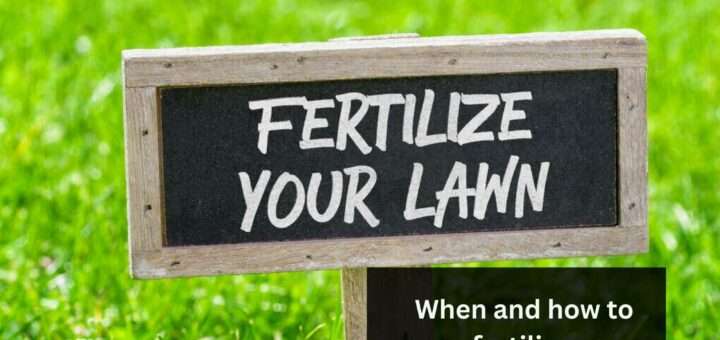 Fertilizer for Seedlings: When and how to fertilize?