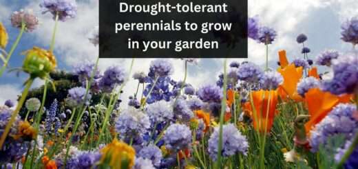 Drought-tolerant perennials: 12+ Drought-tolerant perennials to grow in your garden