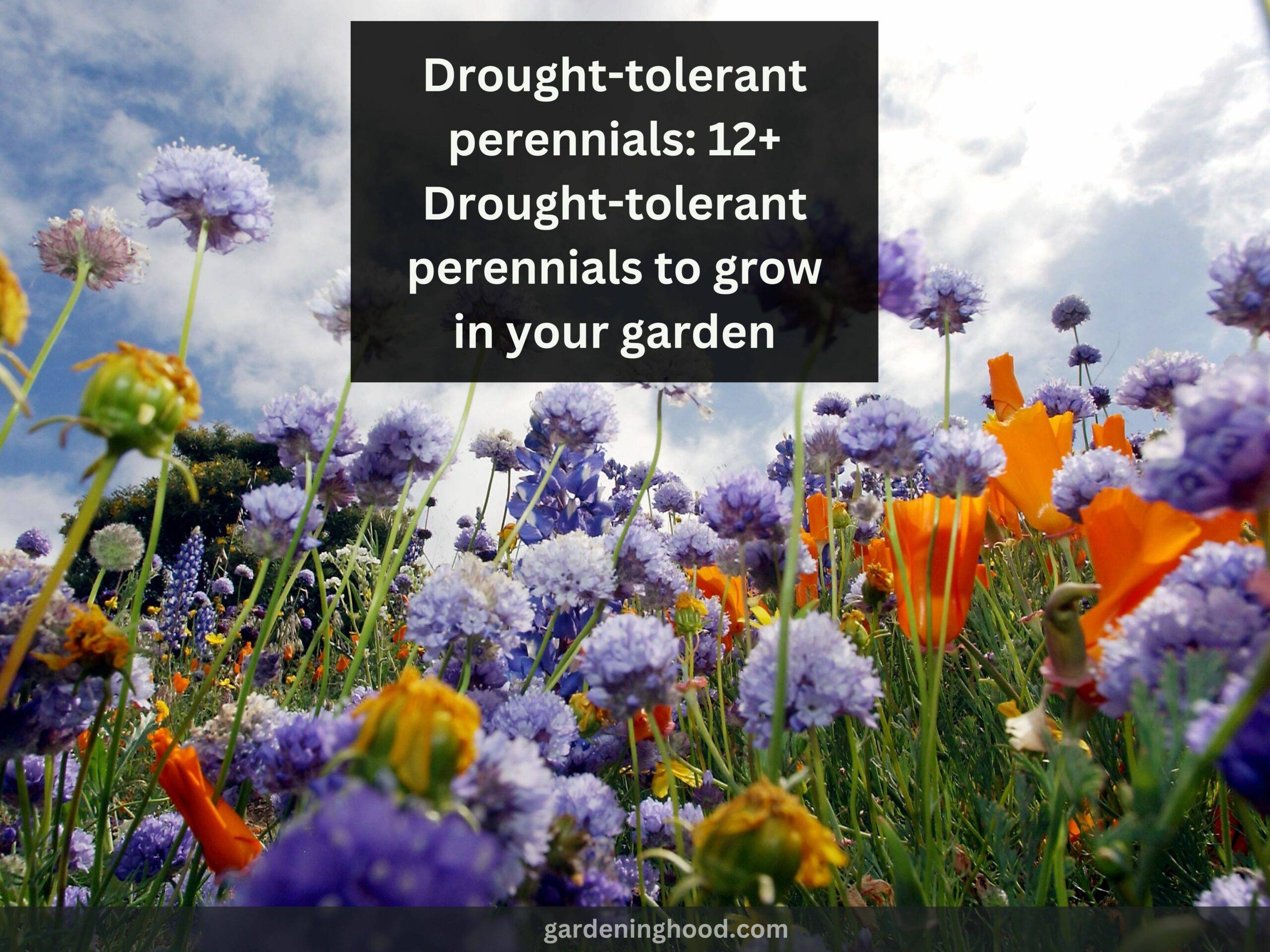 Drought-tolerant perennials: 12+ Drought-tolerant perennials to grow in your garden
