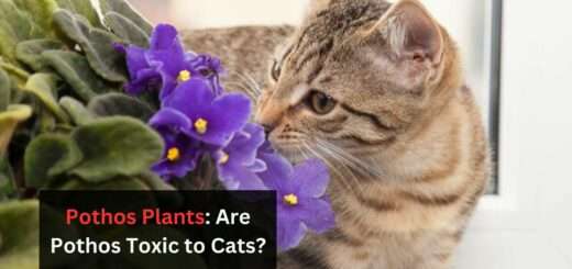 Pothos Plants: Are Pothos Toxic to Cats?