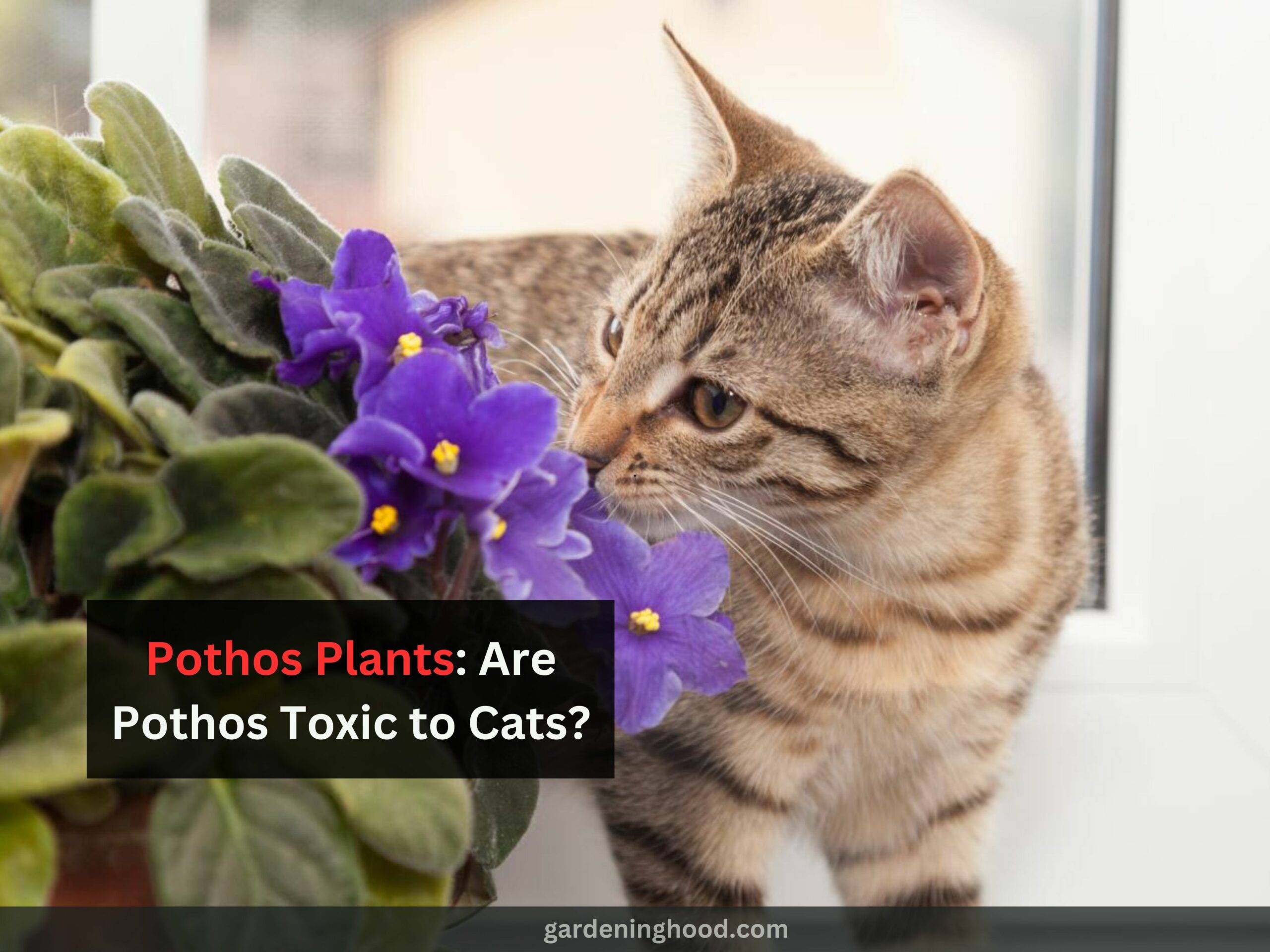 Pothos Plants: Are Pothos Toxic to Cats?