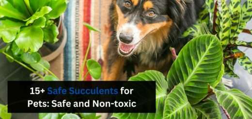 15+ Safe Succulents for Pets: Safe and Non-toxic