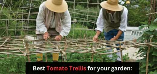 Best Tomato Trellis for your garden: Provide Support and Add Style