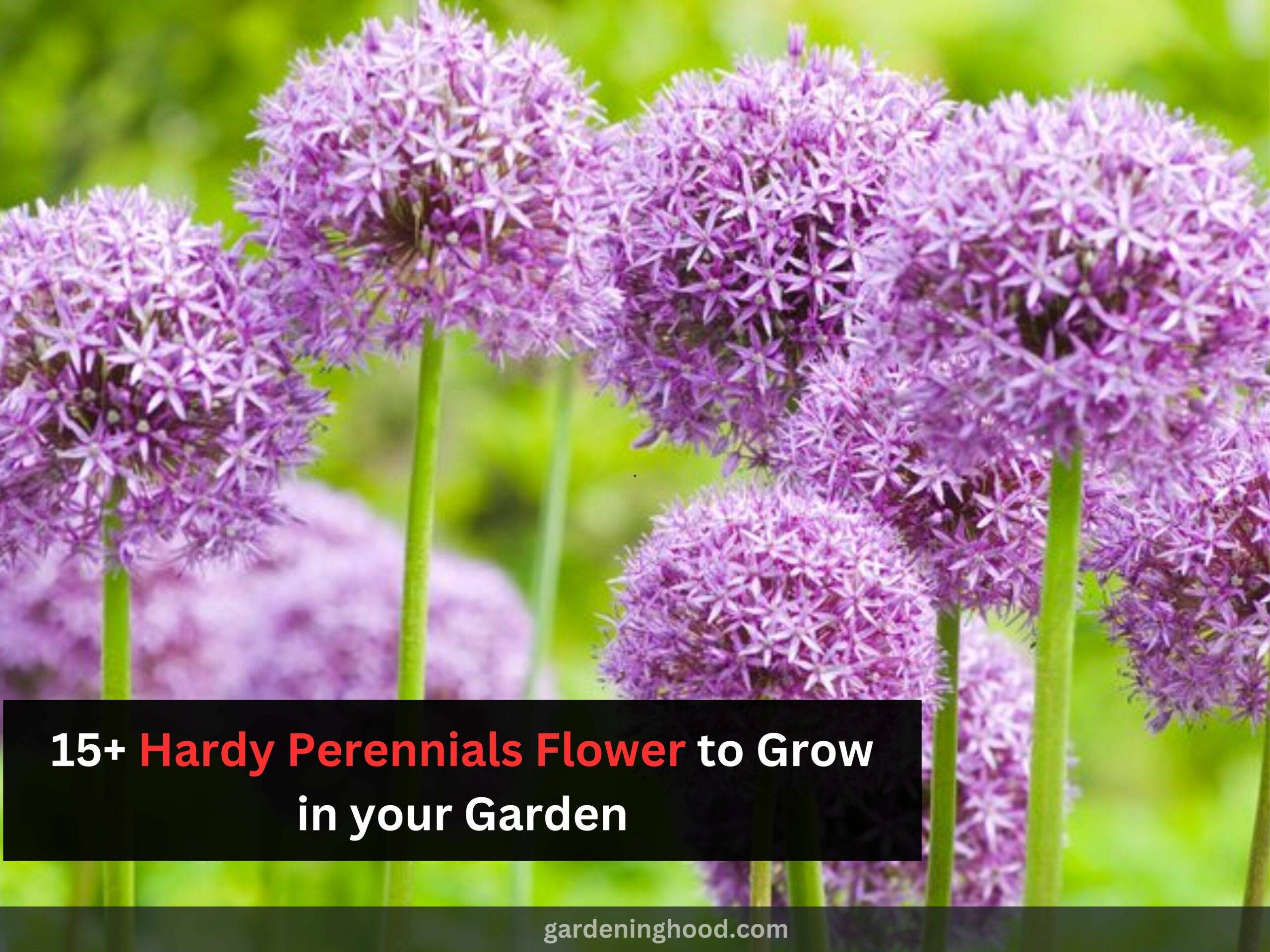 15+ Hardy Perennials Flower to Grow in your Garden
