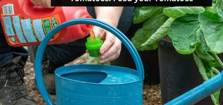 Best homemade fertilizer for Tomatoes: Feed your Tomatoes