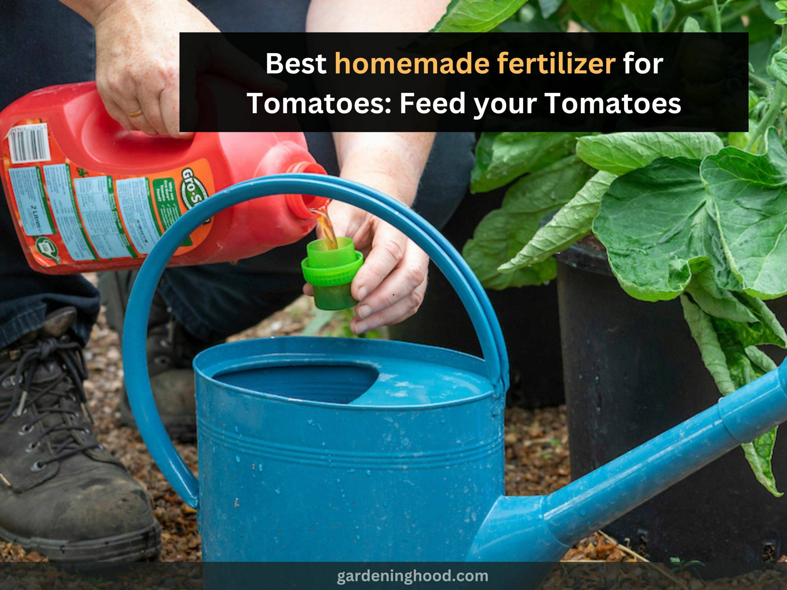 Best homemade fertilizer for Tomatoes: Feed your Tomatoes