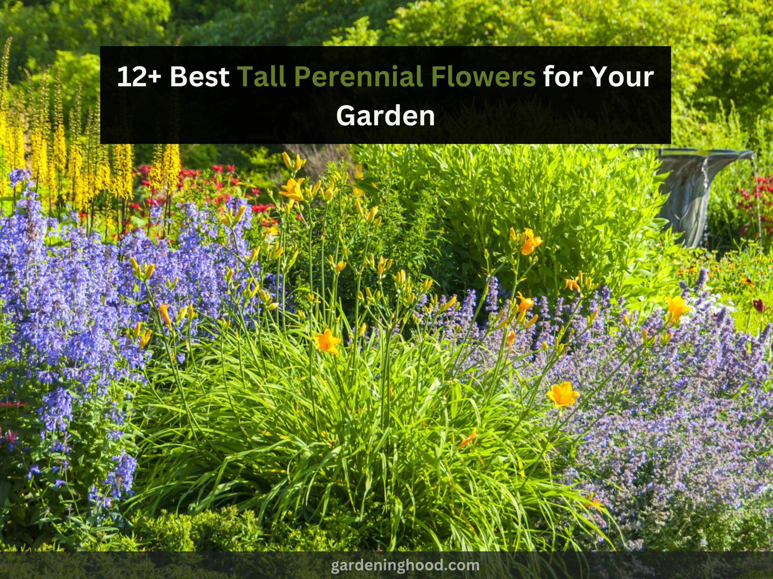 12+ Best Tall Perennial Flowers for Your Garden