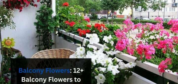 Balcony Flowers: 12+ Balcony Flowers to grow on the Balcony