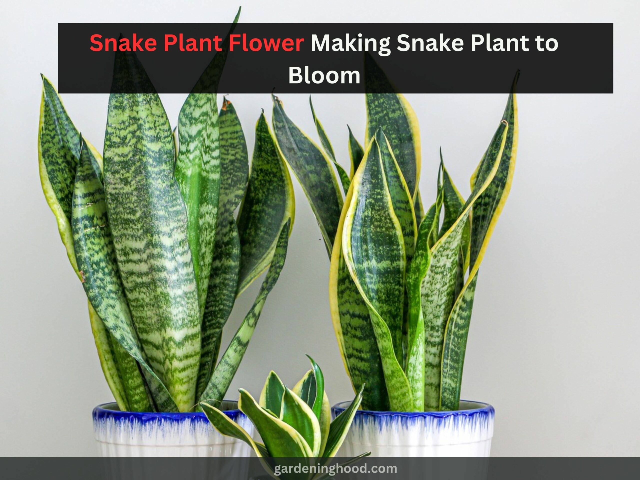 Snake Plant Flower: Making Snake Plant to Bloom