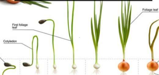 Onion Growing Stages:10 Different Stages of Onion Growth