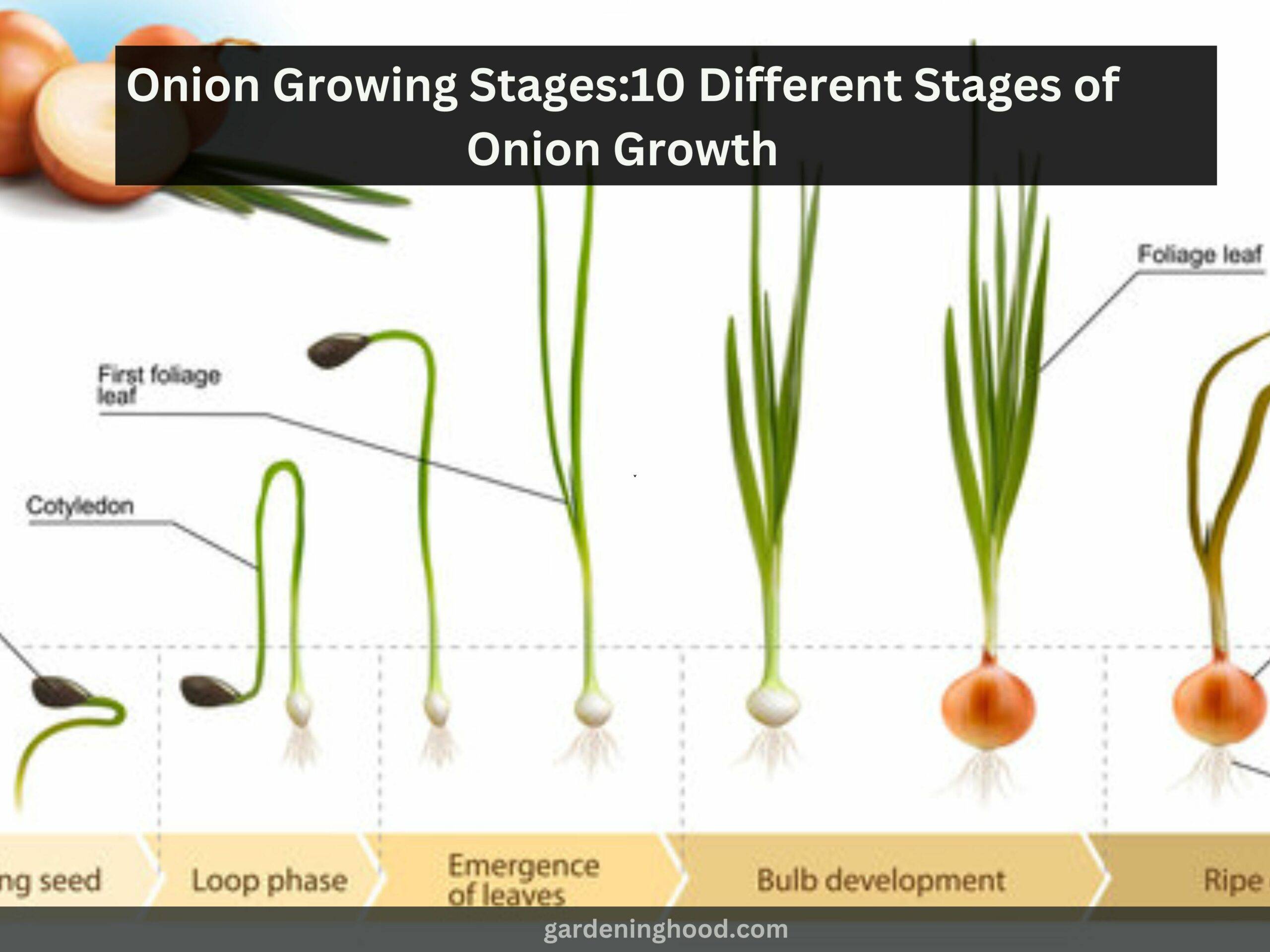 Onion Growing Stages:10 Different Stages of Onion Growth