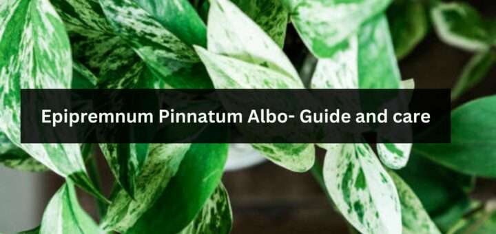 Epipremnum Pinnatum Albo- Guide and care