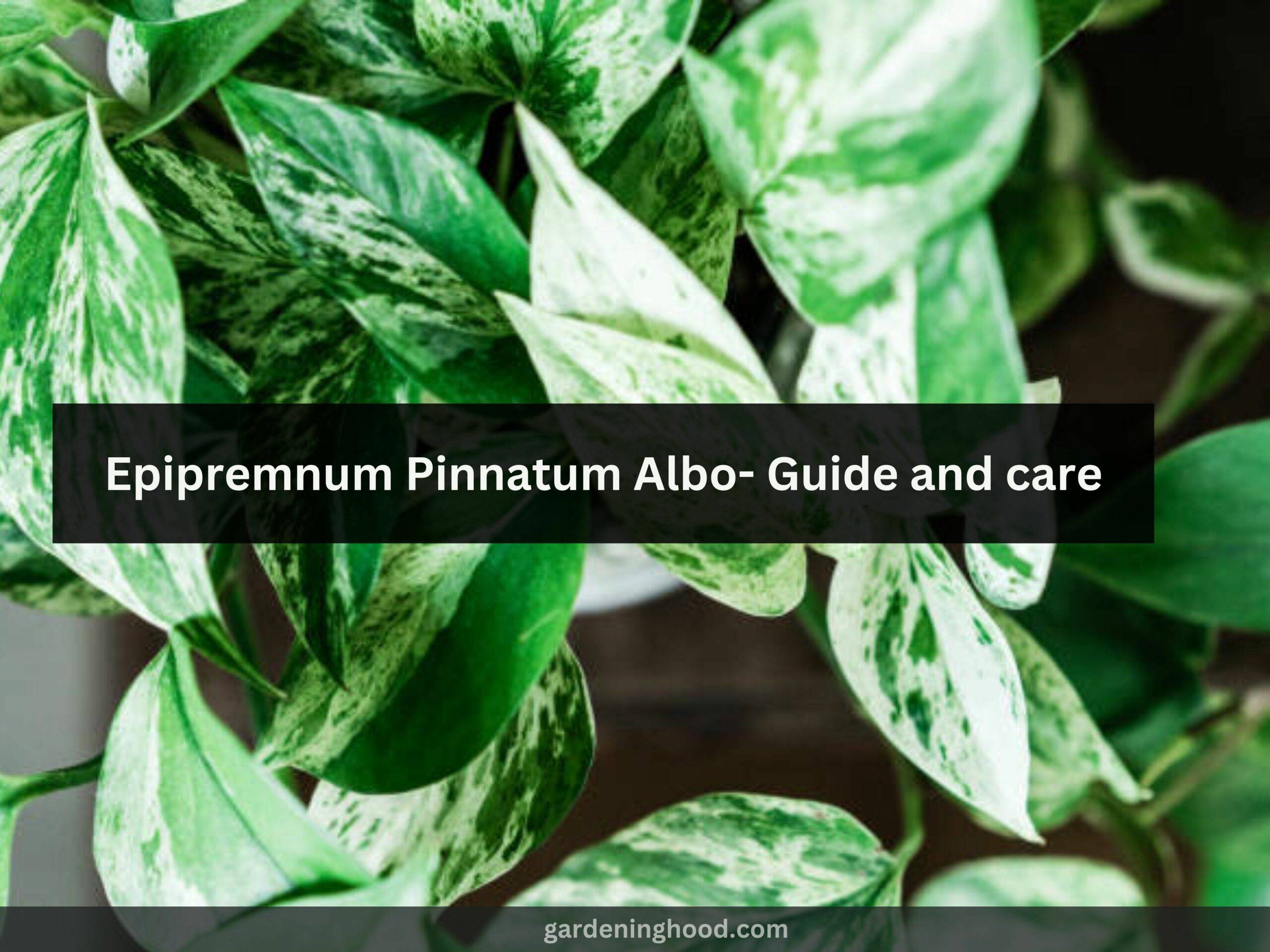 Epipremnum Pinnatum Albo- Guide and care