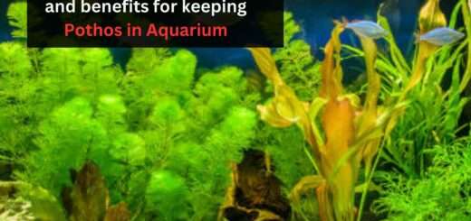 Pothos in Aquarium: Ways and benefits for keeping Pothos in Aquarium