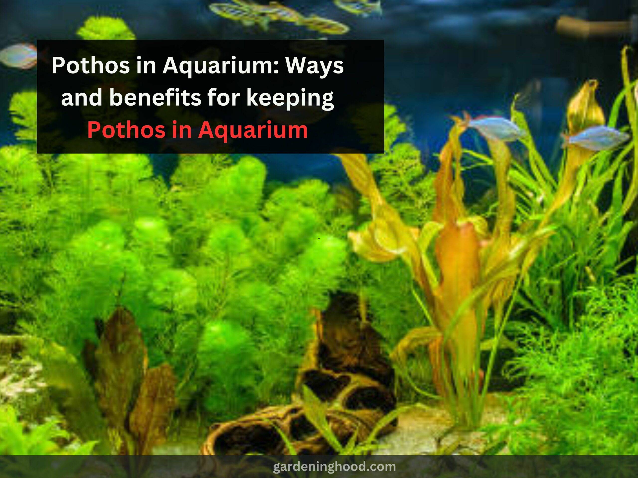 Pothos in Aquarium: Ways and benefits for keeping Pothos in Aquarium