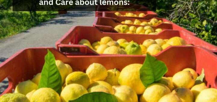 Are Lemons Man-Made? Full Guide and Care About Lemons: