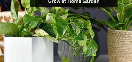 12+ Pothos Types: Easy to Grow at Home Garden