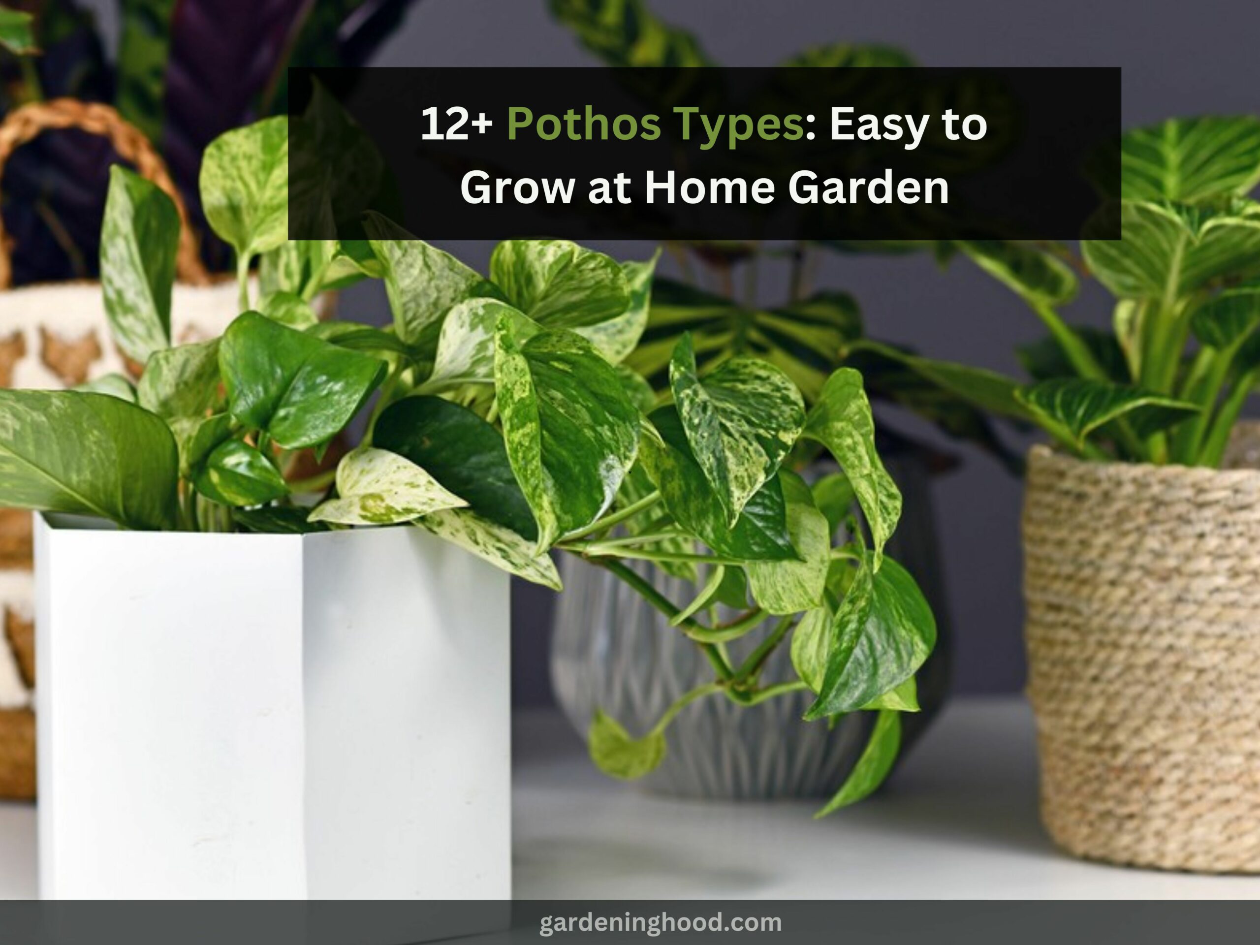 12+ Pothos Types: Easy to Grow at Home Garden