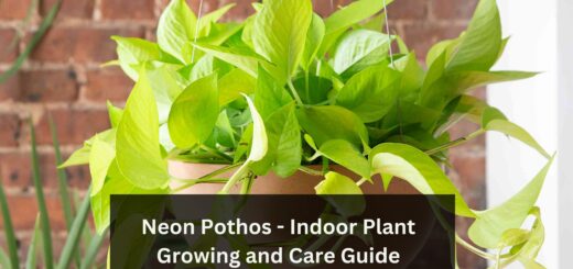 Neon Pothos - Indoor Plant Growing and Care Guide